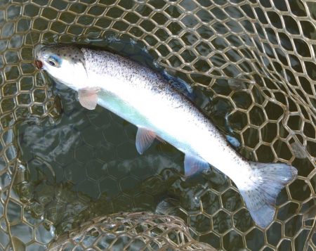 みんな釣るなあ 大安トラウトレイク